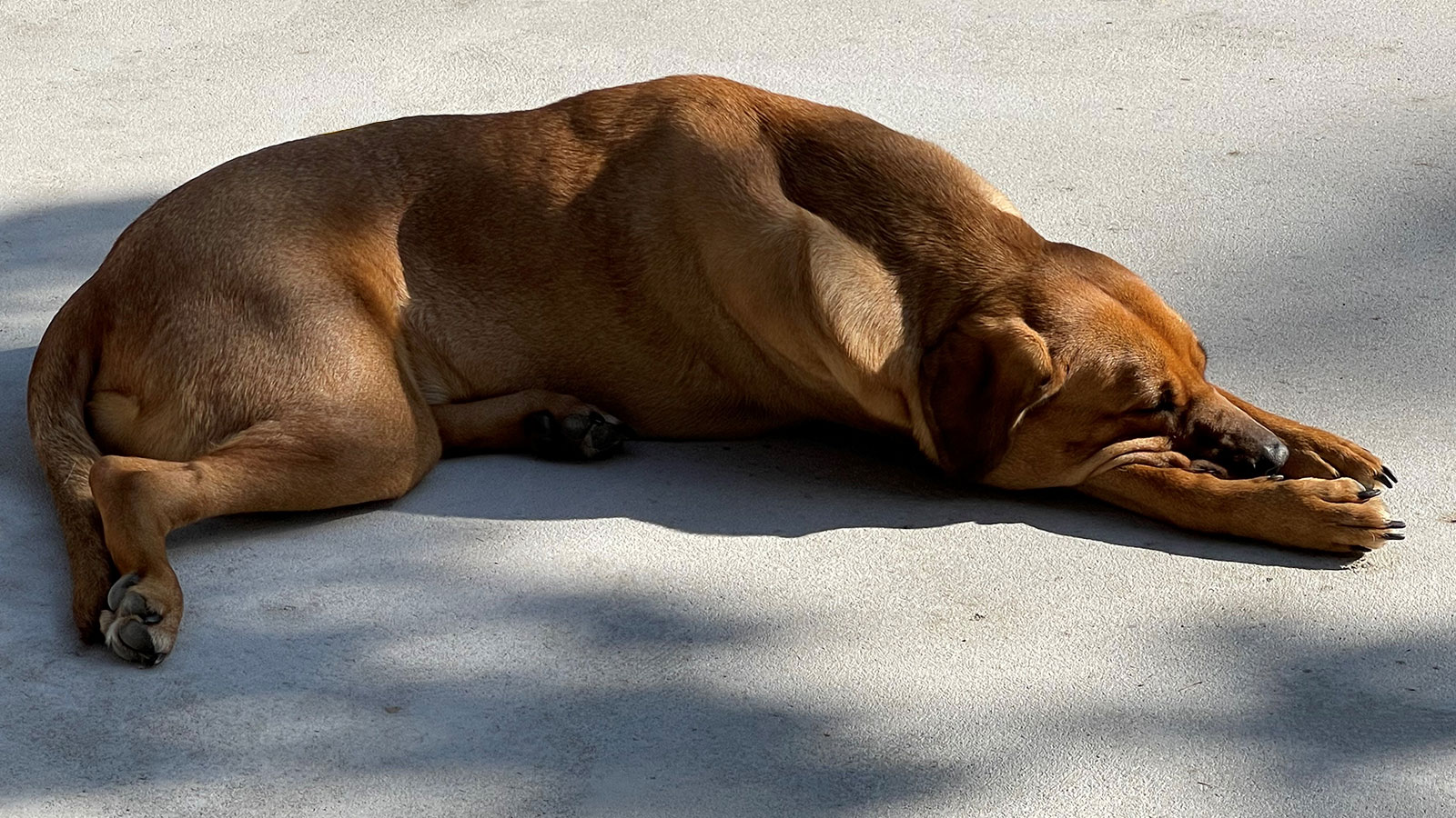 Relaxed Watchdog